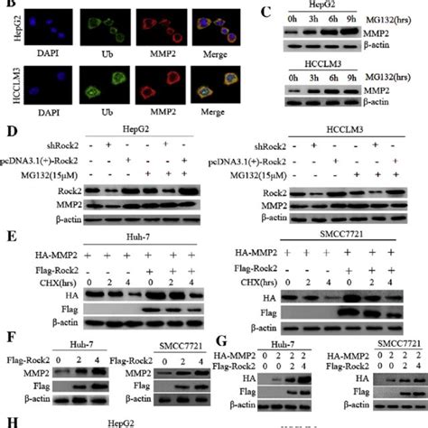 Rock Stabilizes Mmp Protein By Preventing Its Ubiquitination And