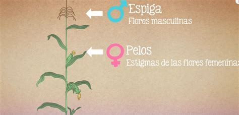 Características del maíz que lo hacen una planta versátil