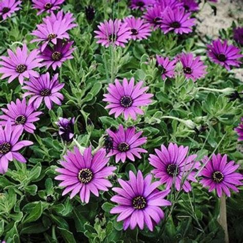 Jardín las 3 plantas que puedes colocar en tu terraza con sol y no