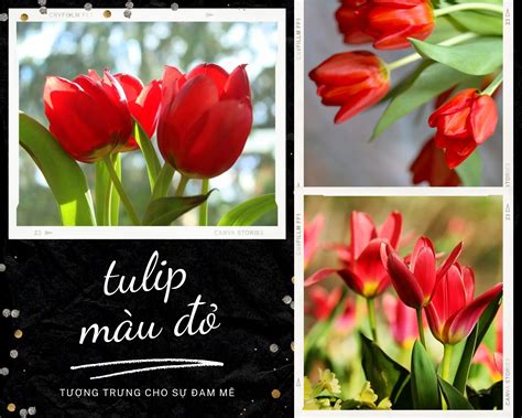 Hoa Tulip Nguồn gốc đặc điểm và ý nghĩa ẩn giấu đằng sau mỗi sắc hoa