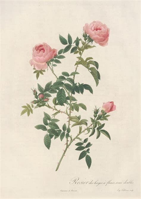 Rosa Sepium Flore Submultiplici By Pierre Joseph Redout Artvee