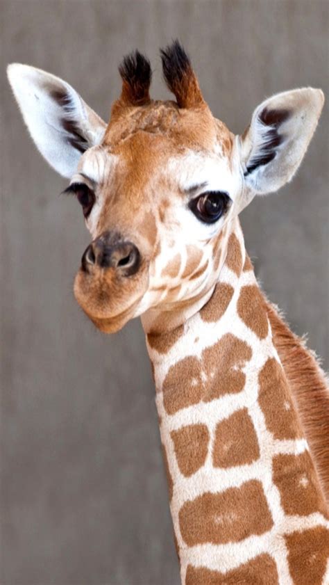 🔥 [50+] Baby Giraffe Wallpapers | WallpaperSafari