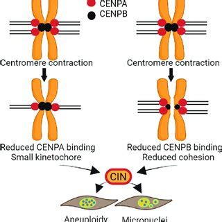 Centromere function. The H3 CENPA deposits to centromere DNA to... | Download Scientific Diagram