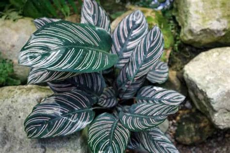 Calathea Ornata Care Successful Plant Growing Guide