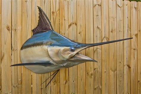 Black Marlin Shoulder Mount The Fish Mount Store