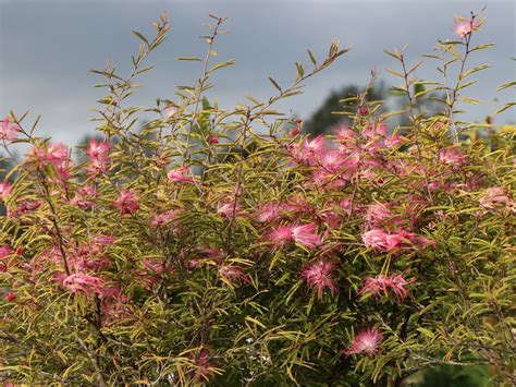 Rosa Puderquastenstrauch Dixie Pink Calliandra Surinamensis Dixie