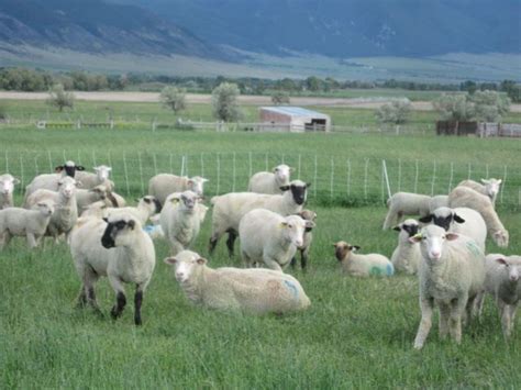 Paddock Grazing Periods Setting Up An Intensive Grazing System That