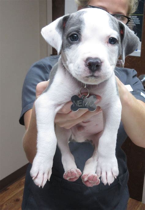 Nemo Is A 6 Week Old Pitbull Pitbull Puppy Care Cute Puppies Cute