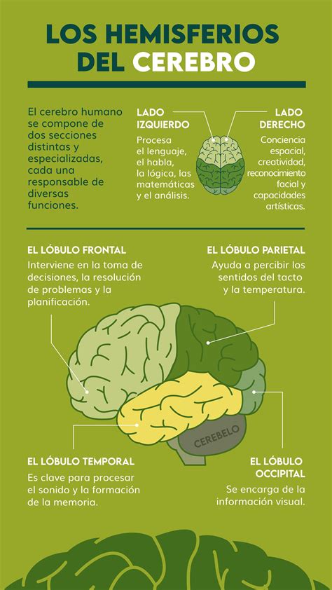 Lobulos Del Cerebro Artofit