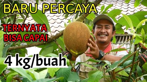 Jenis Sawo Raksasa Ini Capai Berat Kg Mamey Sapote Key West Youtube