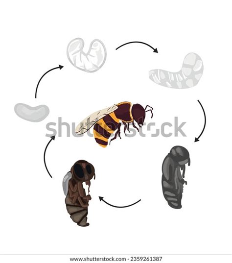 Life Cycle Bee Vector Life Cycle Stock Vector (Royalty Free) 2359261387 ...