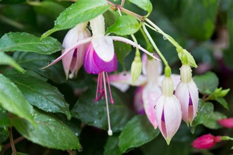 10 Fabulous Fuchsias To Grow Bbc Gardeners World Magazine