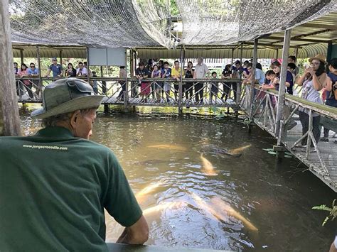 Harga Tiket Jong Crocodile Farm 2024 Info Lanjut