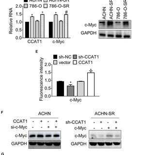 LncRNA CCAT1 Promotes C Myc Expression A The Expression Of C Myc In