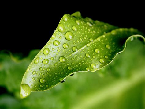 Theme: Natural Forms
