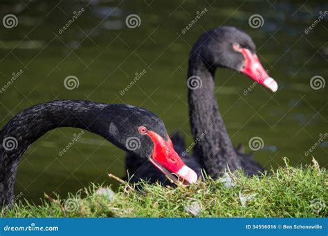 Ciérrese Para Arriba De Dos Cisnes Negros Foto De Archivo Imagen De