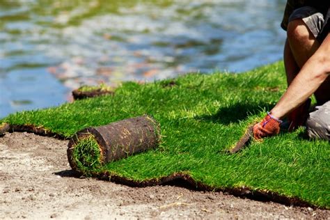 Centipede Atlanta Sod Company