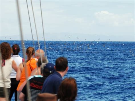 Passeio de Barco Baleias Golfinhos na Madeira Reservar Já