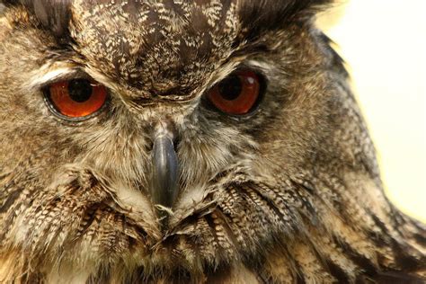 Purmerend Mag Oehoe Vangen Vroege Vogels Bnnvara