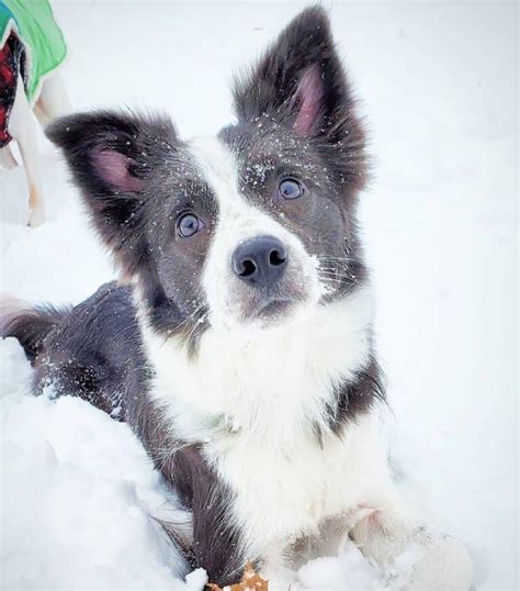 Border Collie Colors: All 24 Coat Colors Explained With Pictures