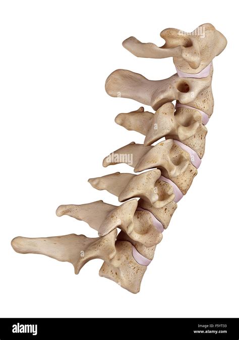 Vertebras Cervicales Anatomia Im Genes Recortadas De Stock Alamy