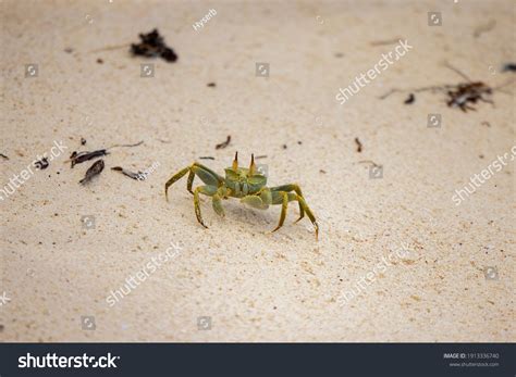 Ghost Crab On Cousin Island Nature Stock Photo 1913336740 Shutterstock