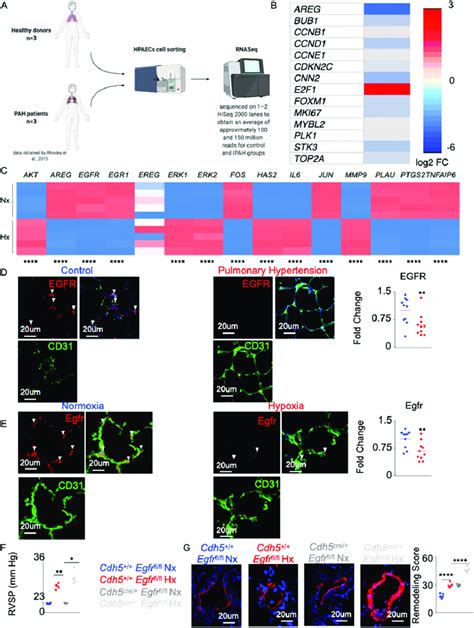 Deficiency In Aregegfr Aggravates Pulmonary Hypertension Rna