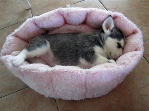 12 Of The Weirdest But Truly Wonderful Husky Sleeping Positions ...