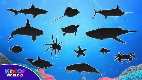 Sea Animals List For Kindergarten