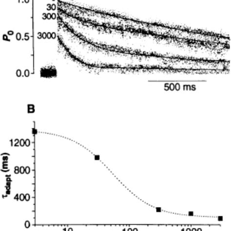 Effect Of PKA Phosphorylation On The Cytosolic Ca 2 Activa