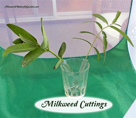 5 Ways to Serve Monarch Caterpillar Food- Milkweed Cuttings