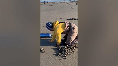 Beach Foraging Youtube