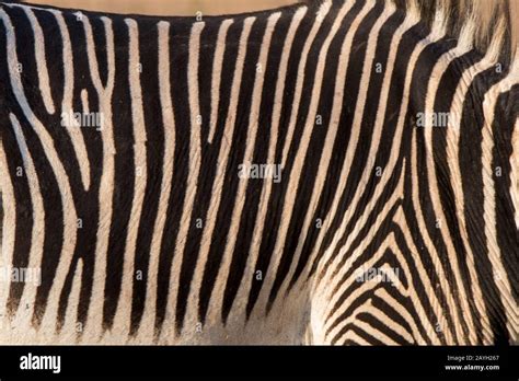 Close Up Of The Stripes Of An Endangered Grevy S Zebra Equus Grevyi