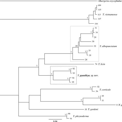 The Phylogenetic Consensus Tree Derived From Partial Dna Sequences Of