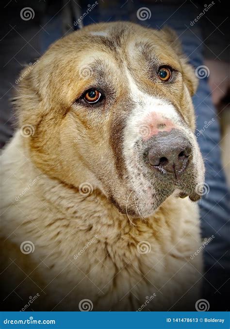 Close Up Portrait Of Central Asian Shepherd Dog Alabai An Ancient