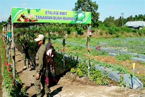 Desa Di Kotim Ramai Ramai Kembangkan Agrowisata Antara News