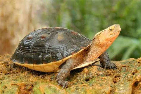 Chinese Box Turtle Care An All In One Guide