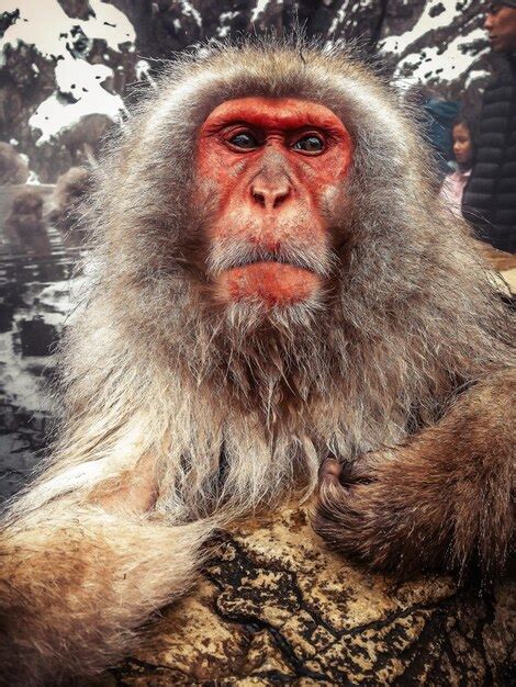 Premium Photo Portrait Of Japanese Macaque Relaxing In Hot Spring