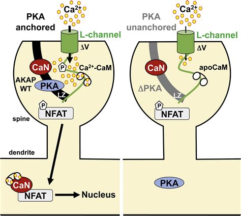 Akap Anchored Pka Maintains Neuronal L Type Calcium Channel Activity