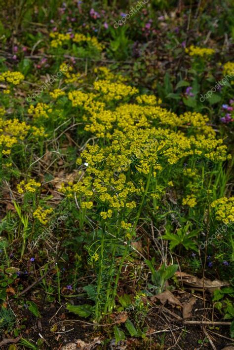 Cipr S De Flores Euphorbia Cyparissias En El Prado Euphorbia