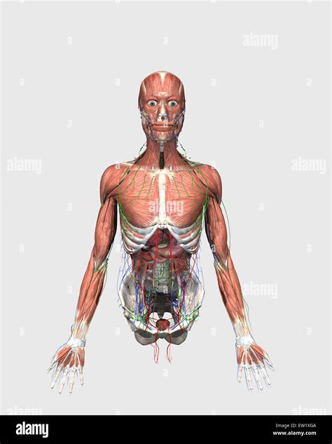 Illustration médicale supérieure de torse humain avec des muscles du