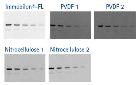 Western Blot Semi Dry Transfer Protocol Cekasl