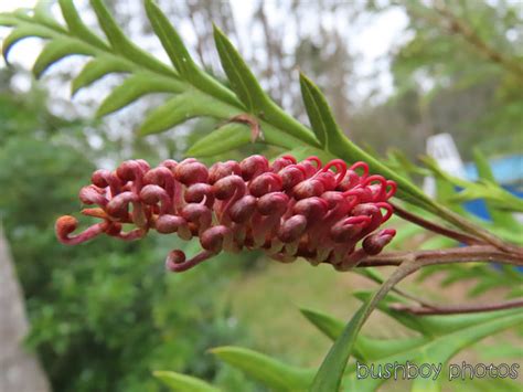 Life Of An Ivanhoe Grevillea Flower Bushboys World