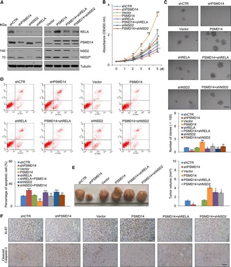 The Proteasome Component PSMD14 Drives Myelomagenesis Through A Histone