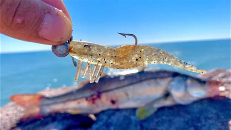 Pesca De RÓbalos Pargos Y Curvinas De Orilla Con CamarÓn Artificial