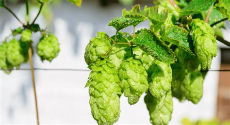 Pre Order Fresh Wet Hops For Brewing Hop Head Farms Mi