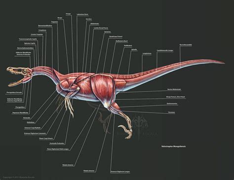 Pin by Envayfrex on Dinosaurs | Velociraptor, Prehistoric animals ...