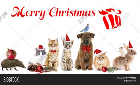 Funny Christmas Pets Merry Image And Photo Bigstock