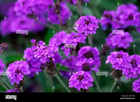 Verbena Venosa Agm Verbena Rigida Purple Flower Flowers Perennial Stock