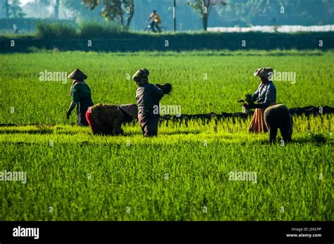 Female Farmers Work In A Group In A Rice Field In Bandung West Java